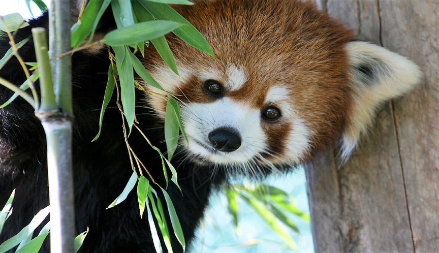 東北サファリパークのレッサーパンダ