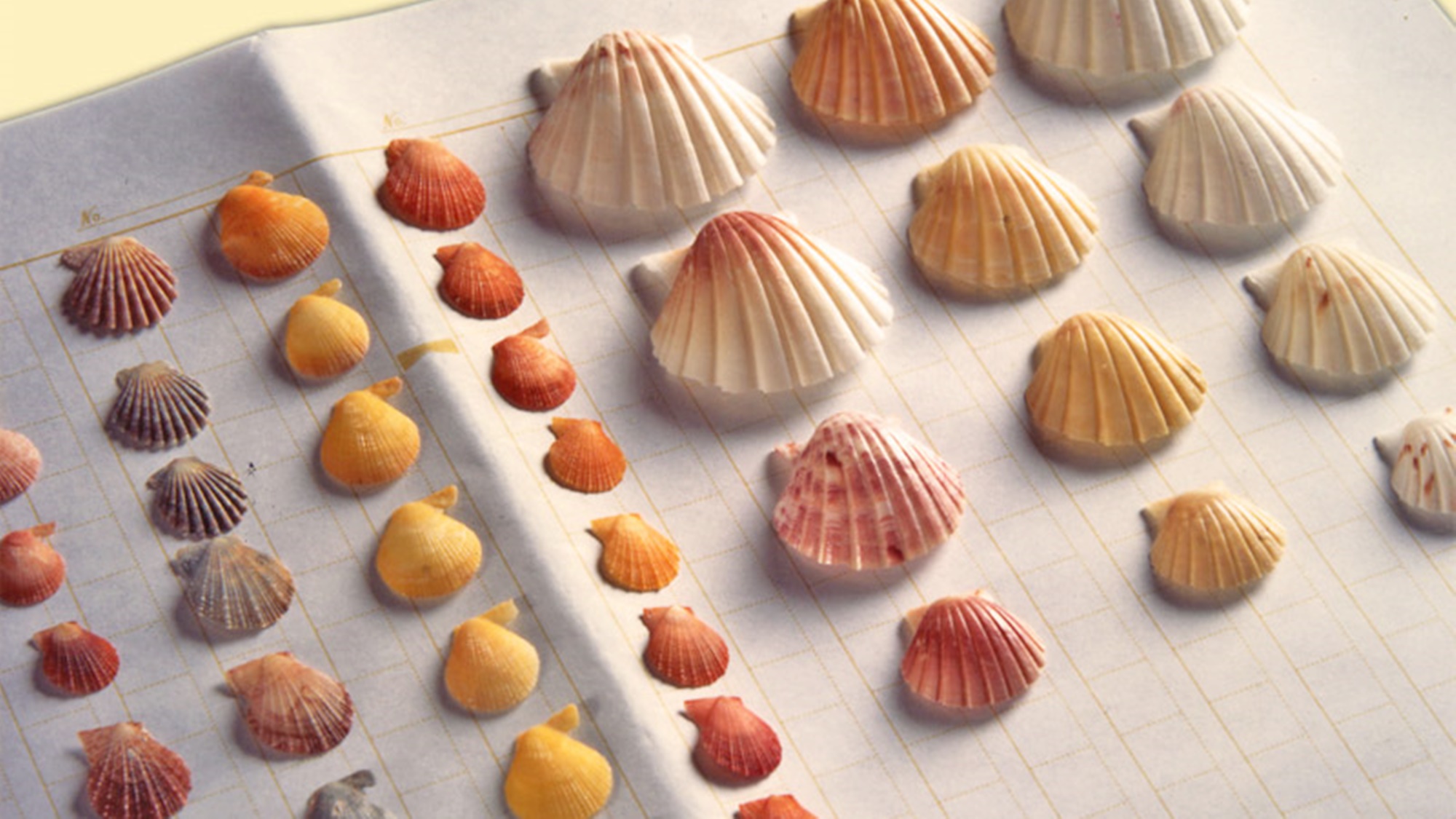 *【貝殻】増穂浦ではサクラ貝やムラサキ貝、ニシキ貝などきれいな貝殻がいっぱい♪