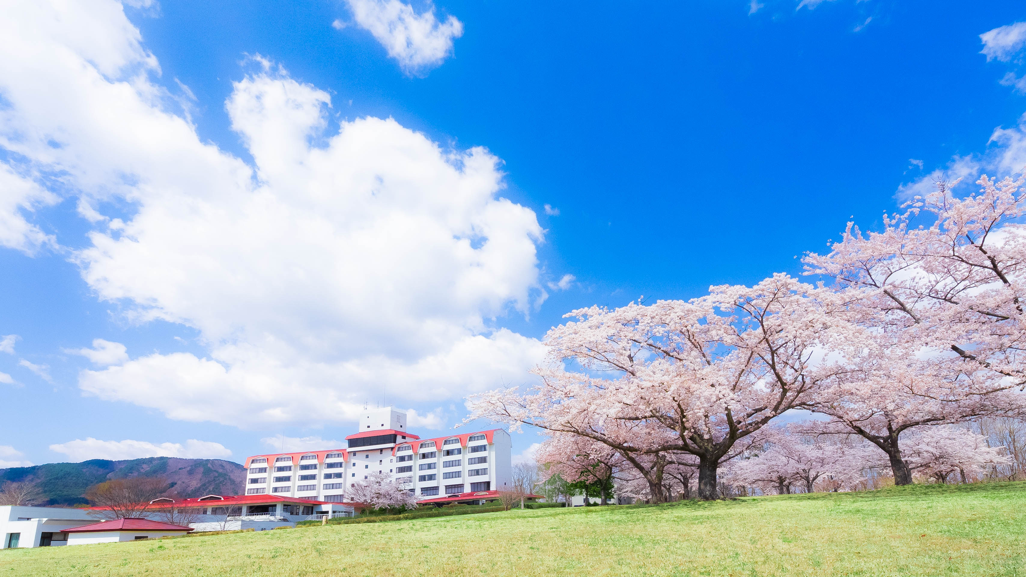 敷地内には1,200本もの桜の木