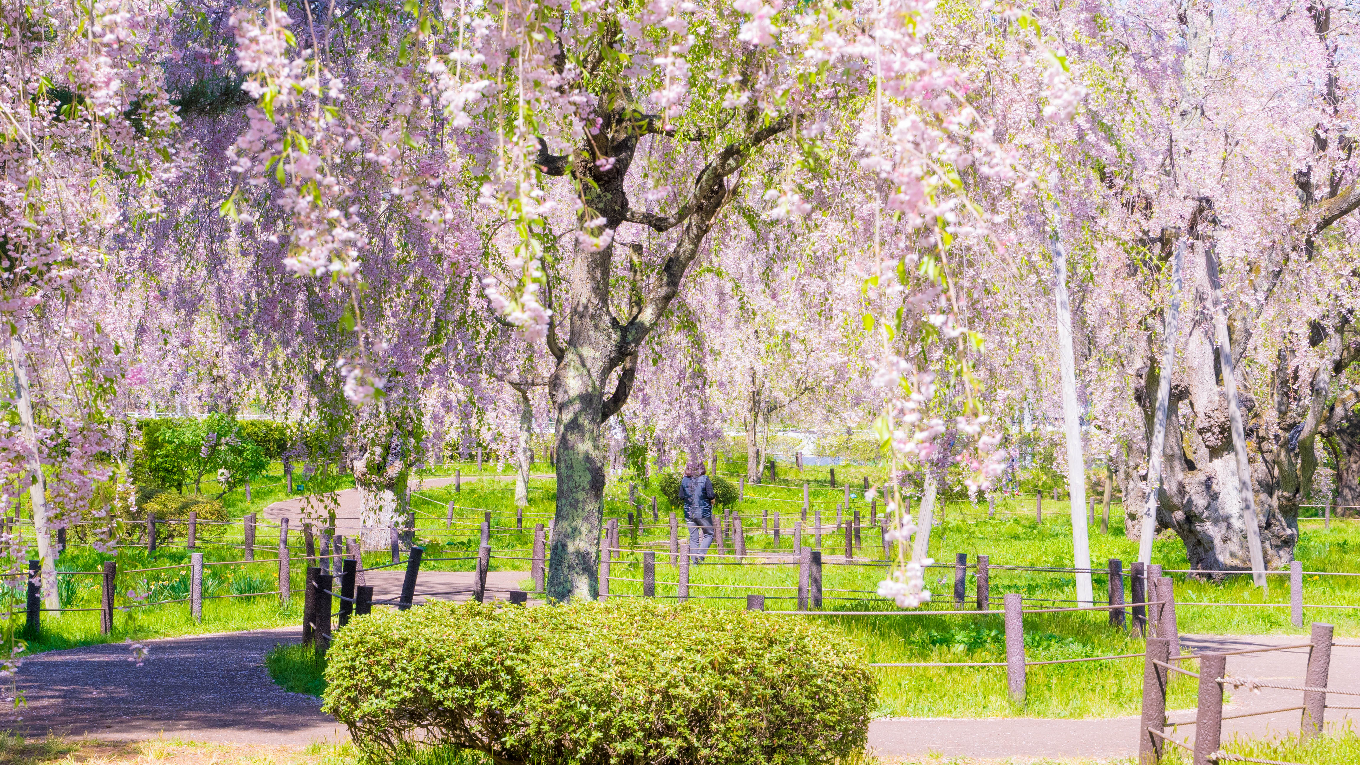 八重紅枝垂桜、盛岡『米内浄水場』
