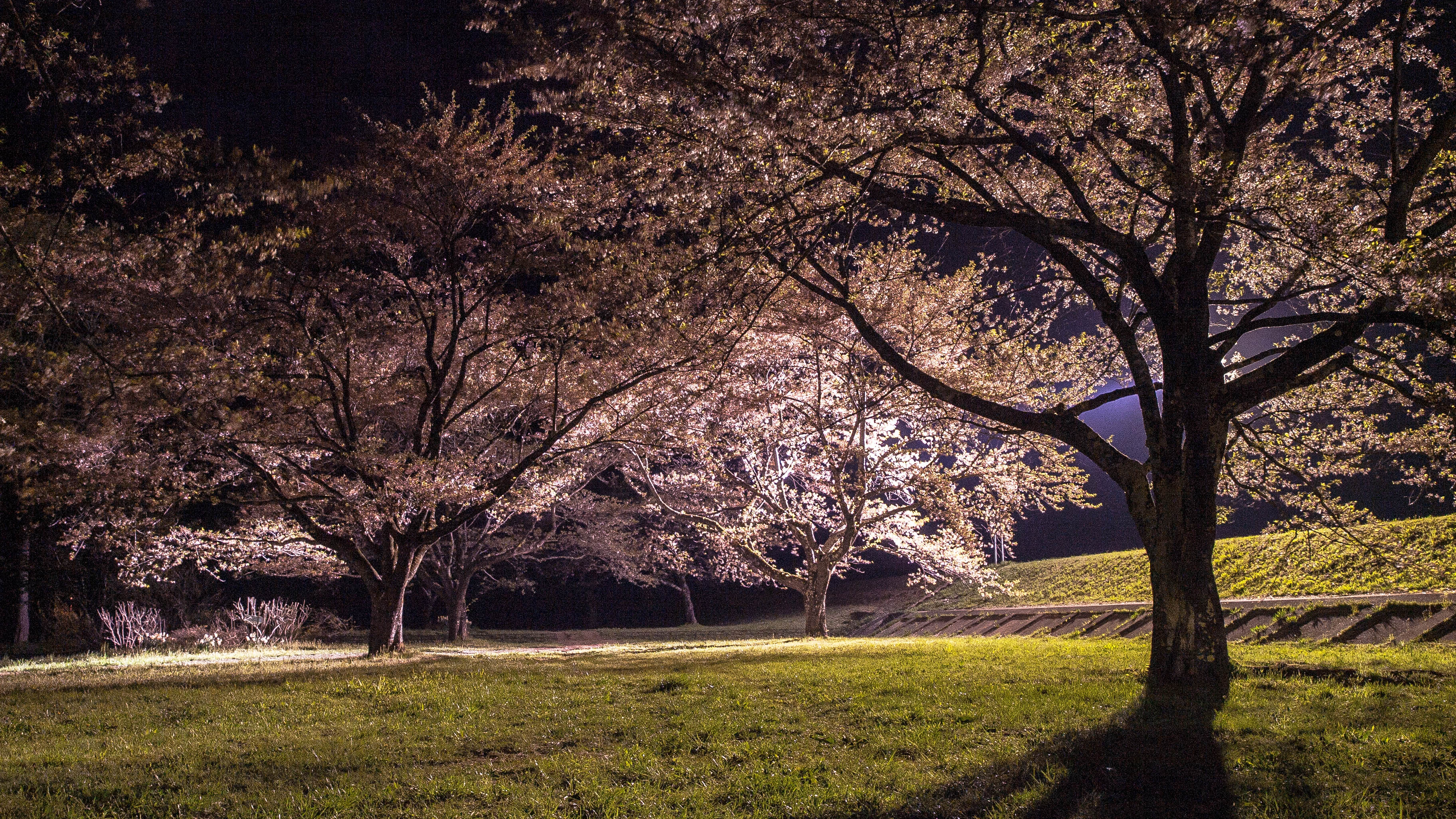 ソメイヨシノの桜並木『雫石川園地』