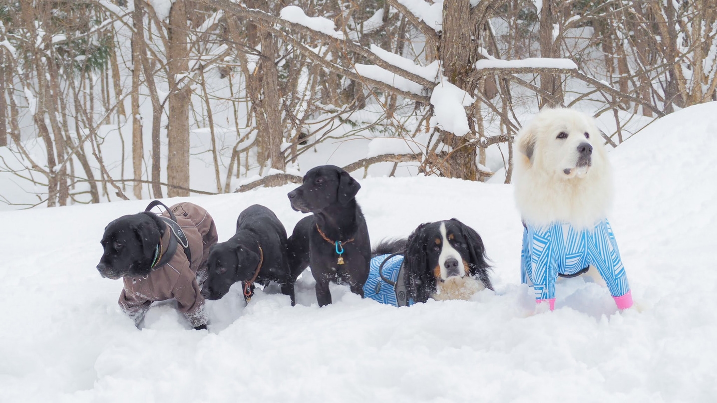 ＼冬旅／わんちゃんと一緒に！スキー＆雪あそびで冬満喫♪わんちゃん1頭無料の嬉しい特典付