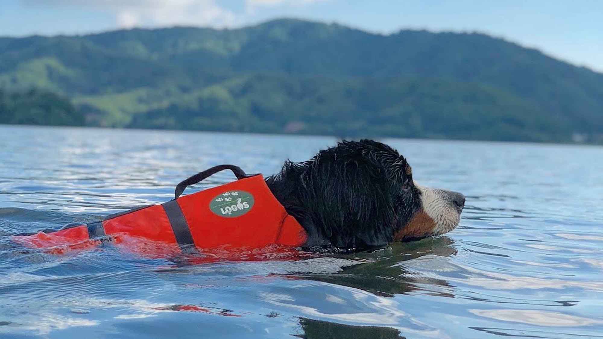 わんちゃん～夏～