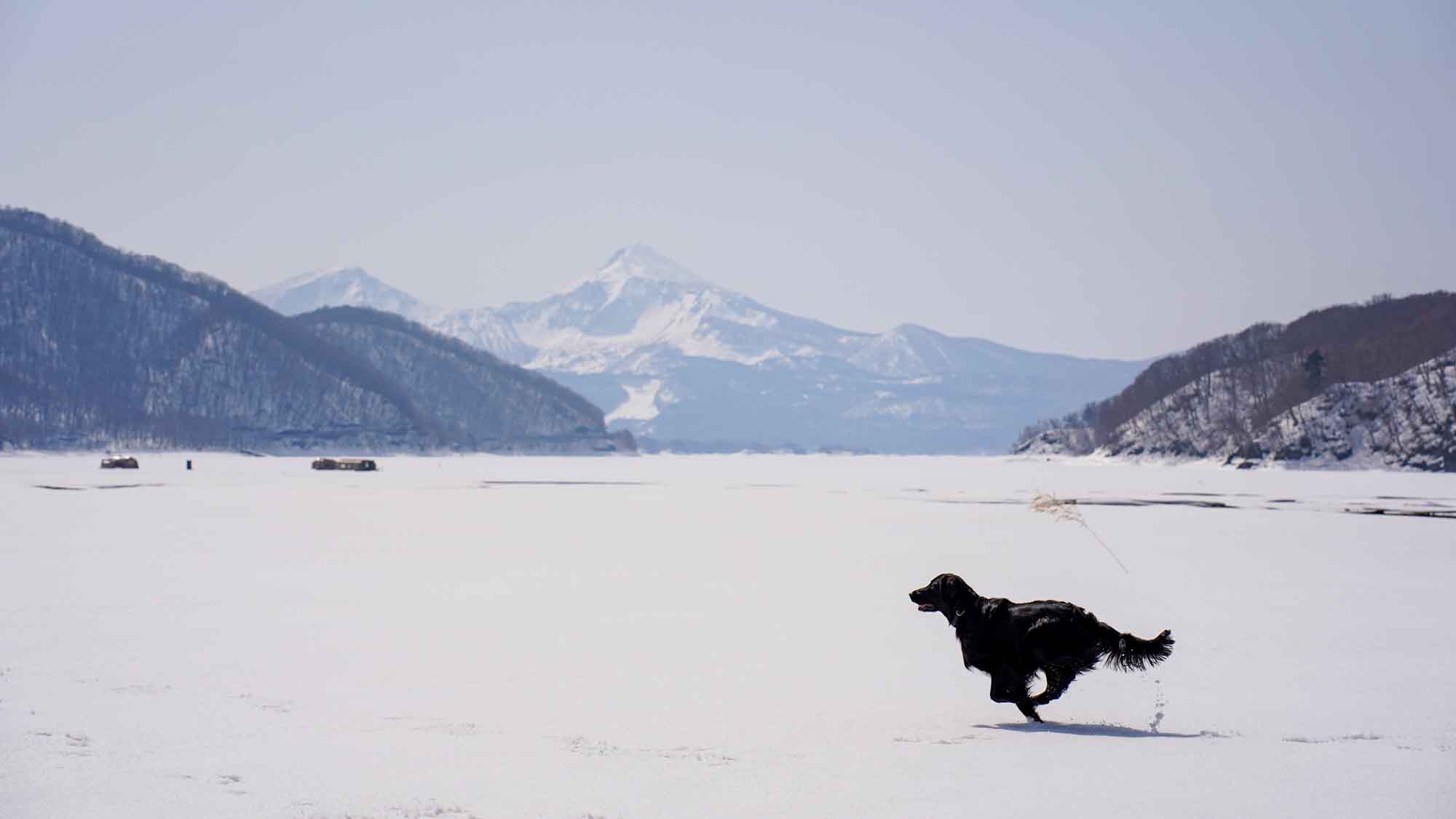 わんちゃん～冬～