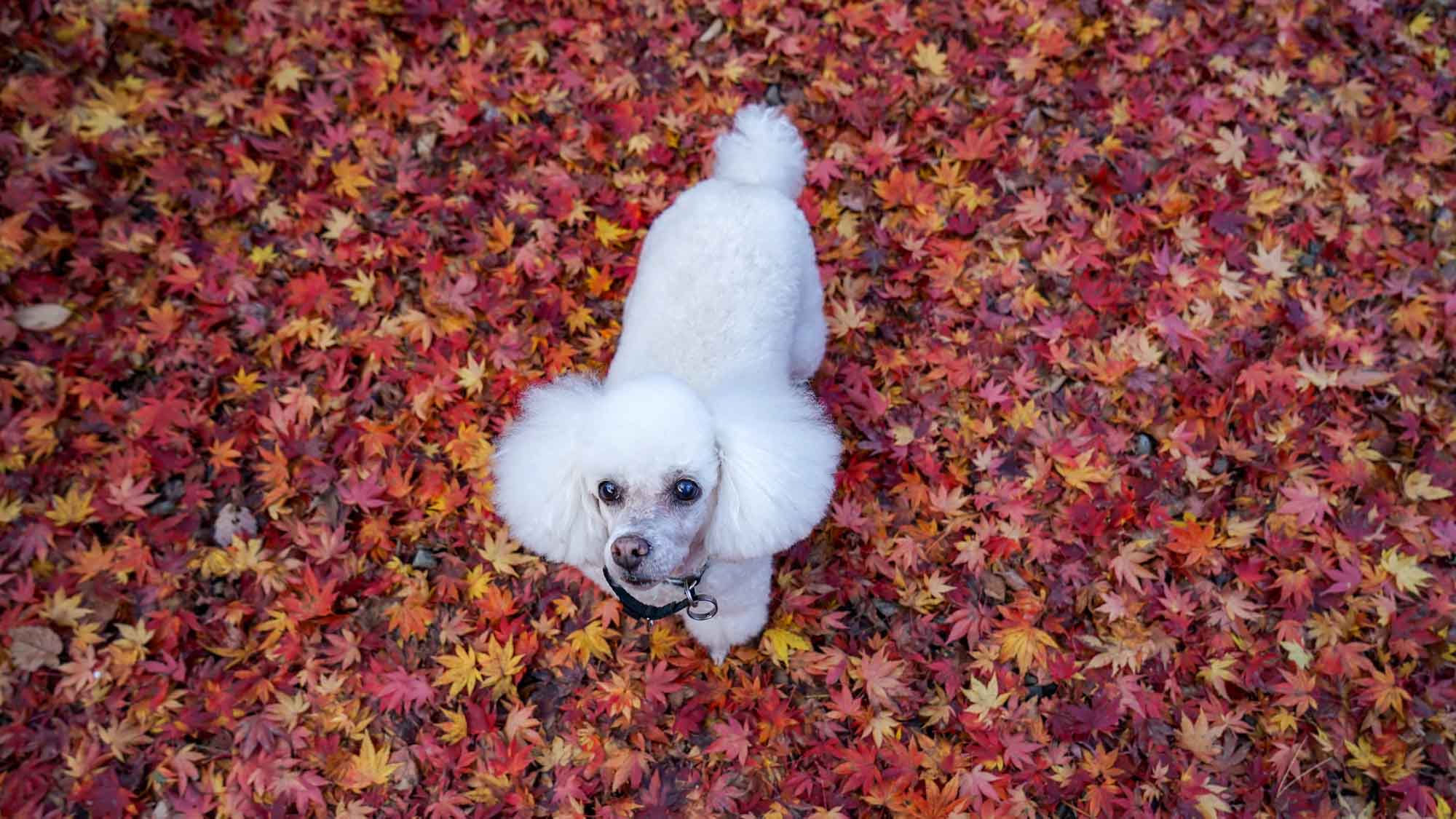 わんちゃん～秋～