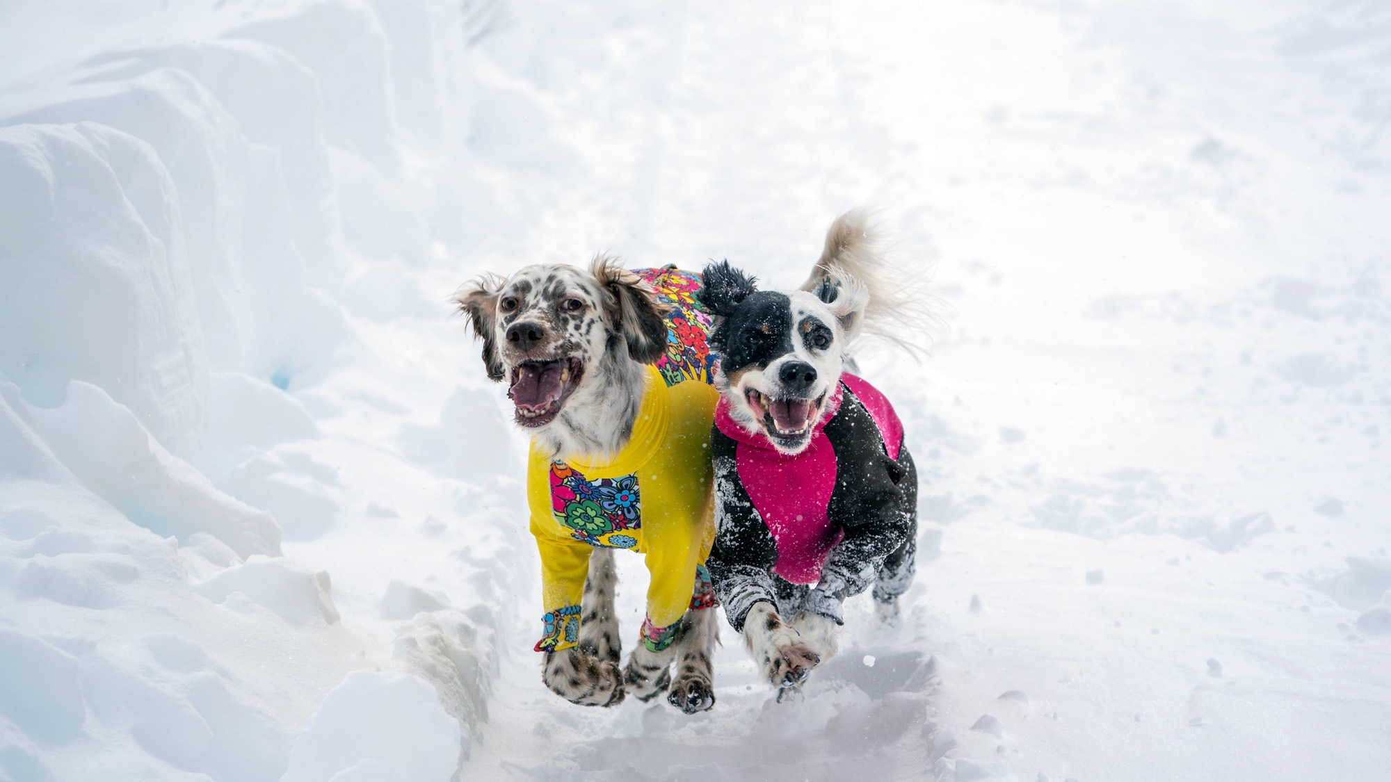 ペンションわんだふる