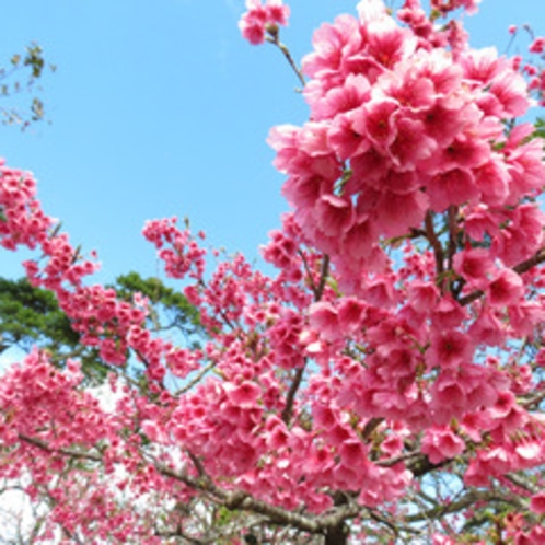 日本一早く咲く桜「寒緋桜」（見ごろ：1月中旬～2月中）