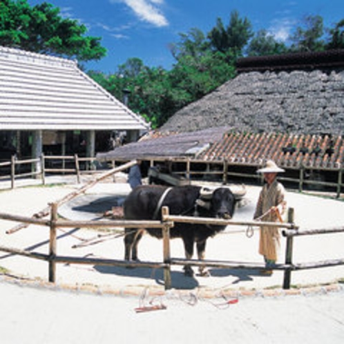 【周辺施設】琉球村内、昔ながらの牛車