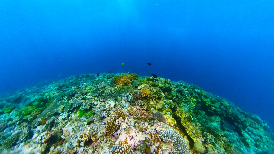【Virtual Reality Station】沖縄の美しい海中へも旅立ちます！
