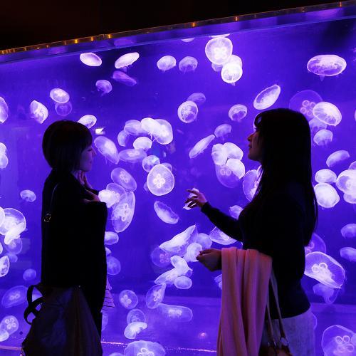 ★当館から徒歩2分【三津シーパラダイス】を楽しもう♪★水族館入園券付き【2食付】プラン