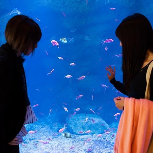 【伊豆三津シーパラダイス】当館から徒歩2分！水族館入園券(大人）付き【2食付】