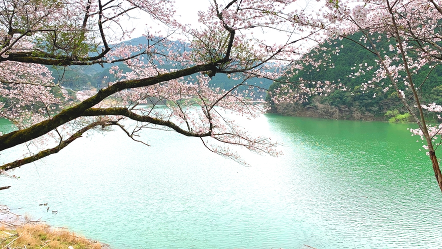 【周辺観光】ダム湖の桜景色にうっとり…