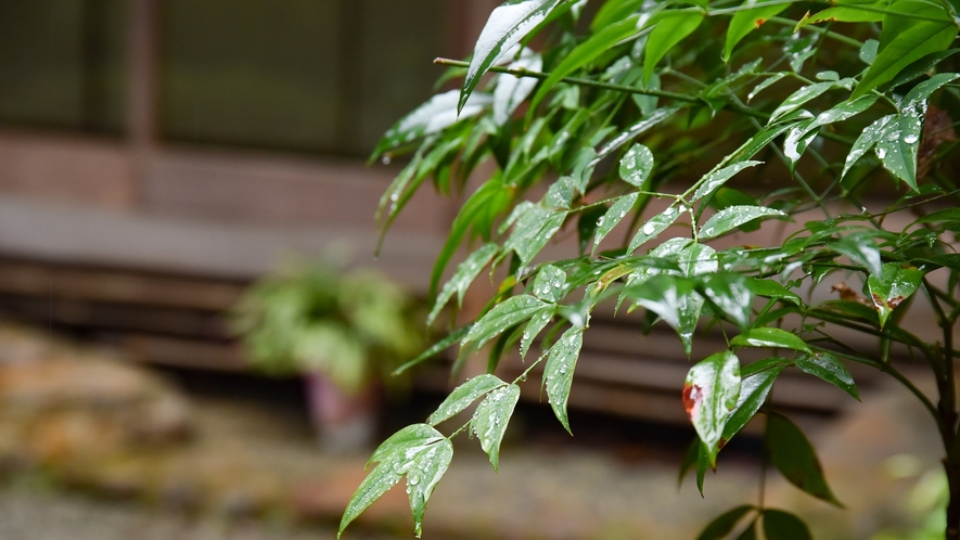 *【中庭】四季折々に表情を変える草木  