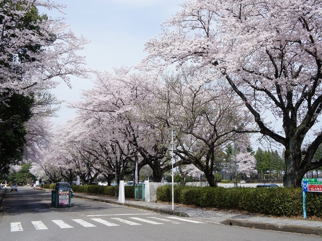 井頭公園入口の桜