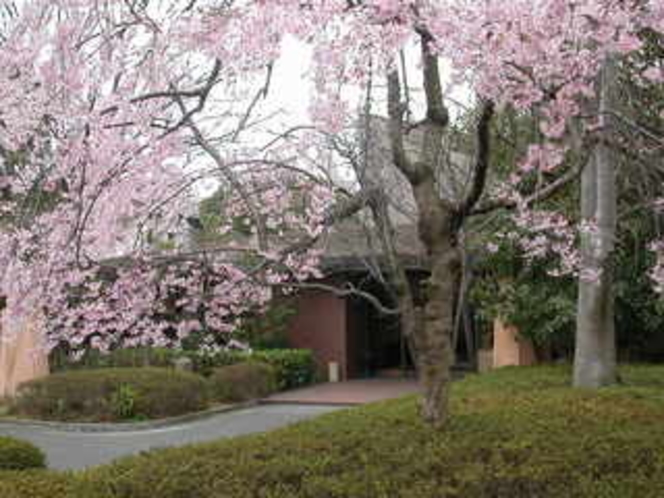 桜の頃の宿泊棟
