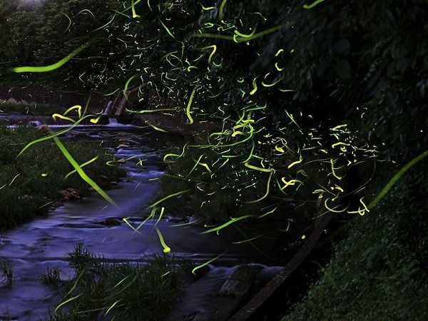 【期間限定】ホタル観賞付宿泊プラン・1泊2食ツインルーム、ヴィラ