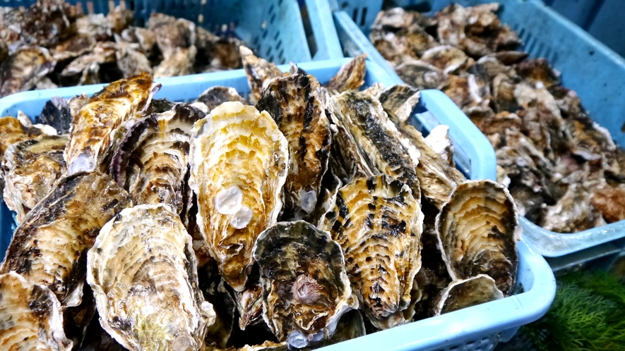 自然豊かな久美浜湾で育てた牡蠣。牡蠣の養殖を営む当館だからこそ！の冬の味覚をお楽しみください。