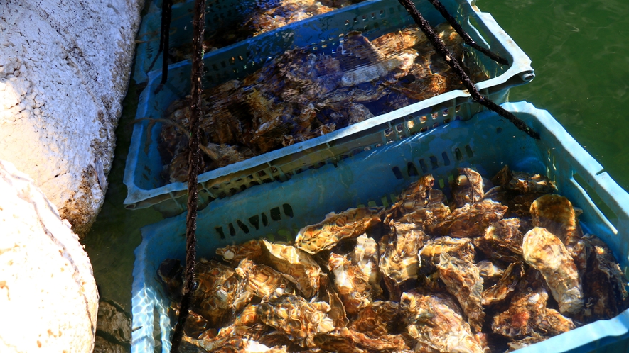 【牡蠣】自然豊かな久美浜湾で育てた当館自慢の新鮮牡蠣！当館だからこその冬の味覚をお楽しみください♪