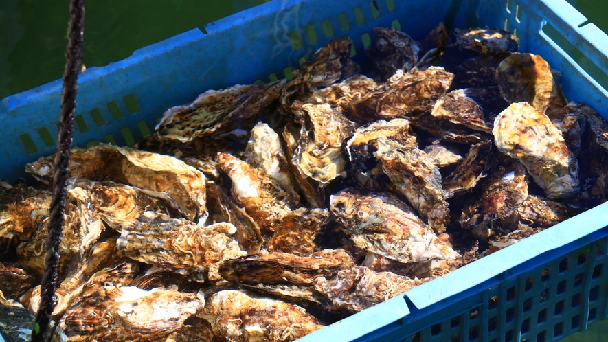 【牡蠣】自然豊かな久美浜湾で育てた当館自慢の新鮮牡蠣！