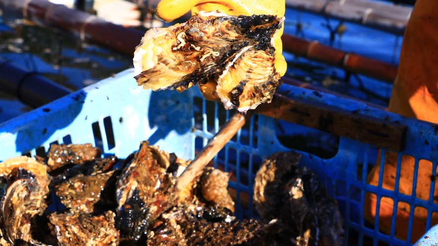 【牡蠣】自然豊かな久美浜湾で育てた当館自慢の新鮮牡蠣！当館だからこその冬の味覚をお楽しみください