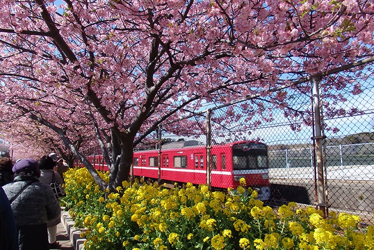 2月から3月に三浦海岸を彩る河津桜