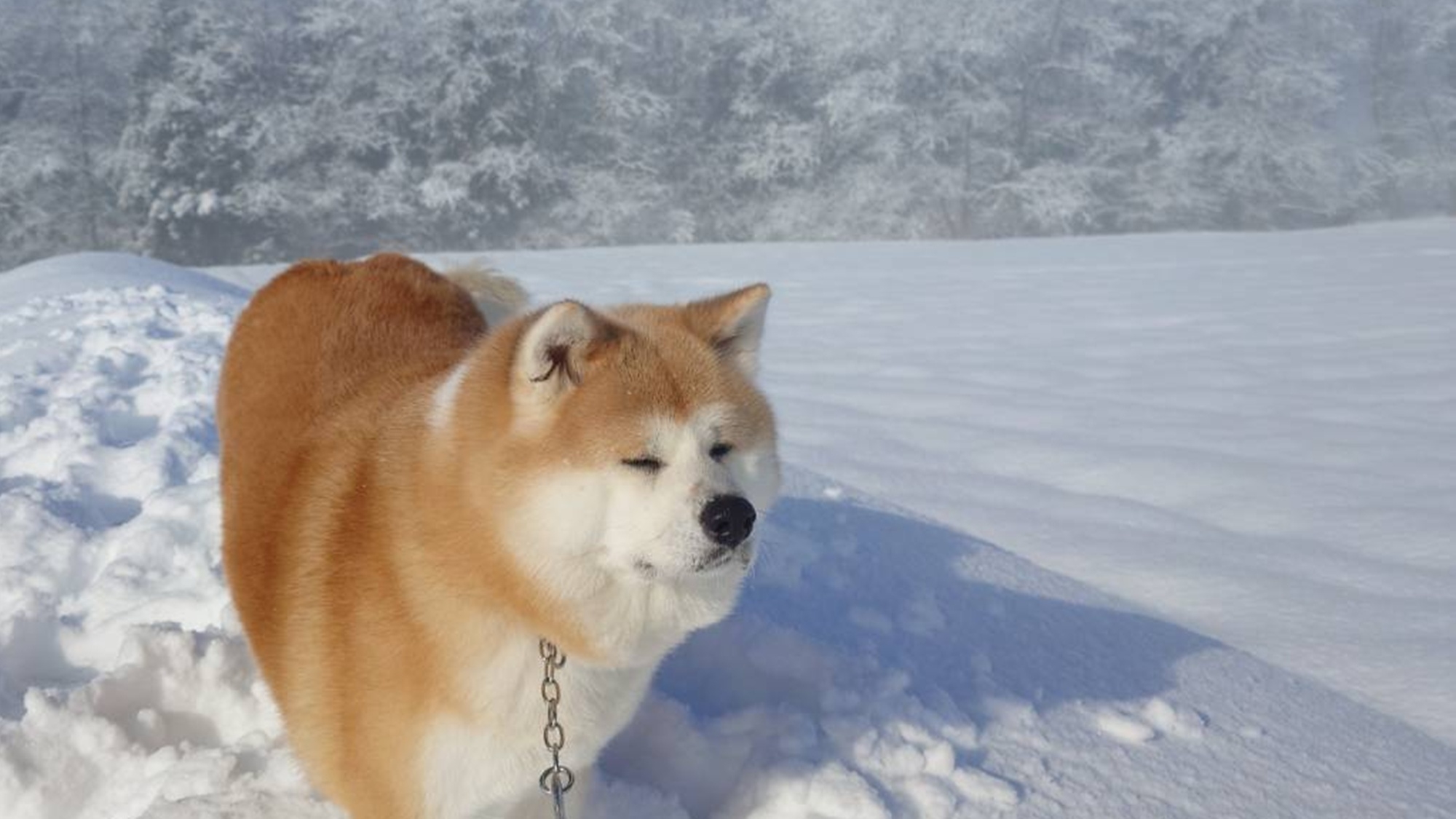 【朝食付】直火のガス釜で炊く自慢の『あきたこまち』のご飯はおかわり自由♪