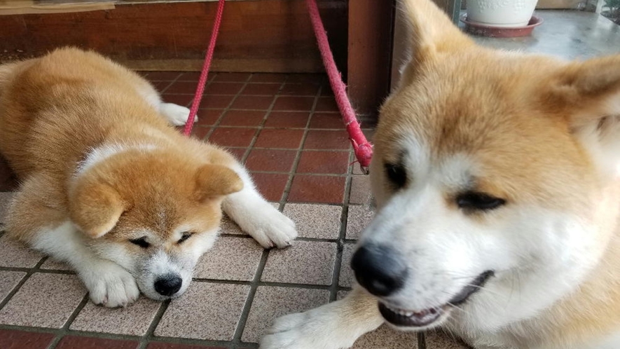 *温（はる）ちゃんと華（ハナ）ちゃん。親子でお客様をお出迎えします♪