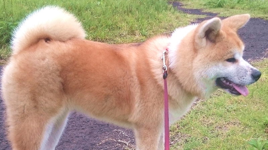 *秋田犬の温（はる）ちゃん。やっぱりお散歩が大好き♪