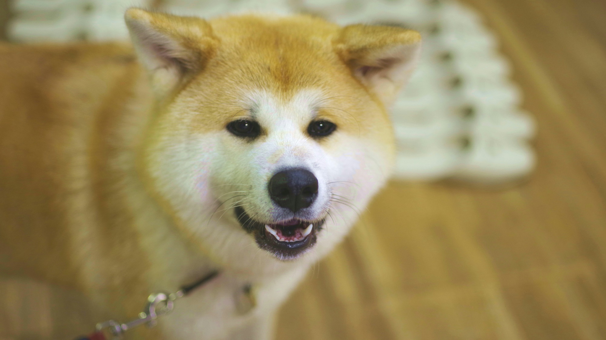  *秋田犬の温（はる）ちゃん　絶妙な困り顔も披露。なんともいえない表情で楽しませてくれる温ちゃん！