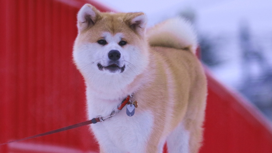 *秋田犬の温（はる）ちゃん　雪の中でももこもこあったかい♪　凛々しくポージング！