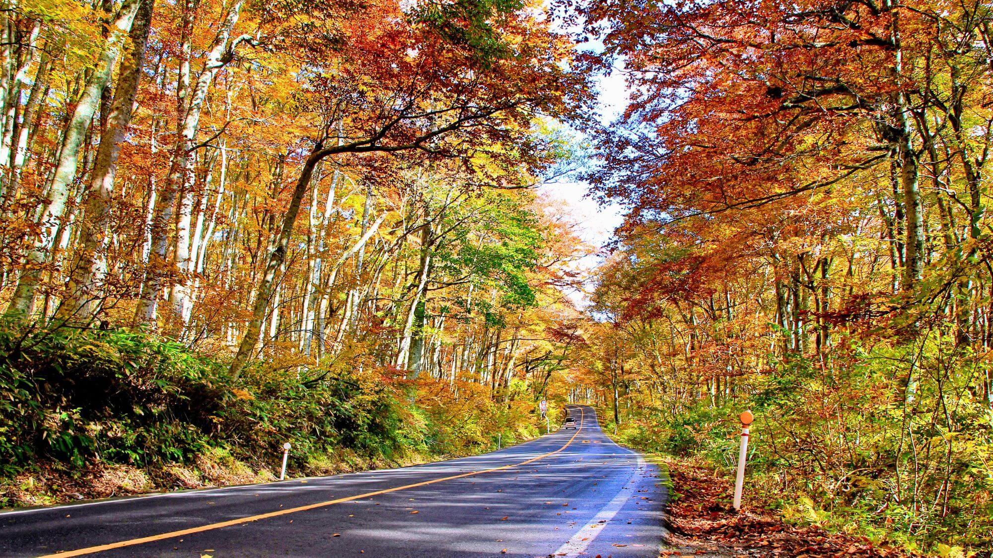 【大山環状道路】大山中腹の樹海を走るドライブルートです。紅葉のドライブはいかがですか？