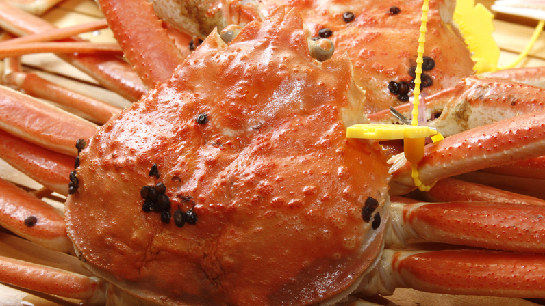 【味覚の王様】冬といえばカニ☆ブランド活ガニ使用！タグ付き松葉がにプラン