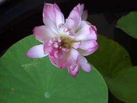 写真6