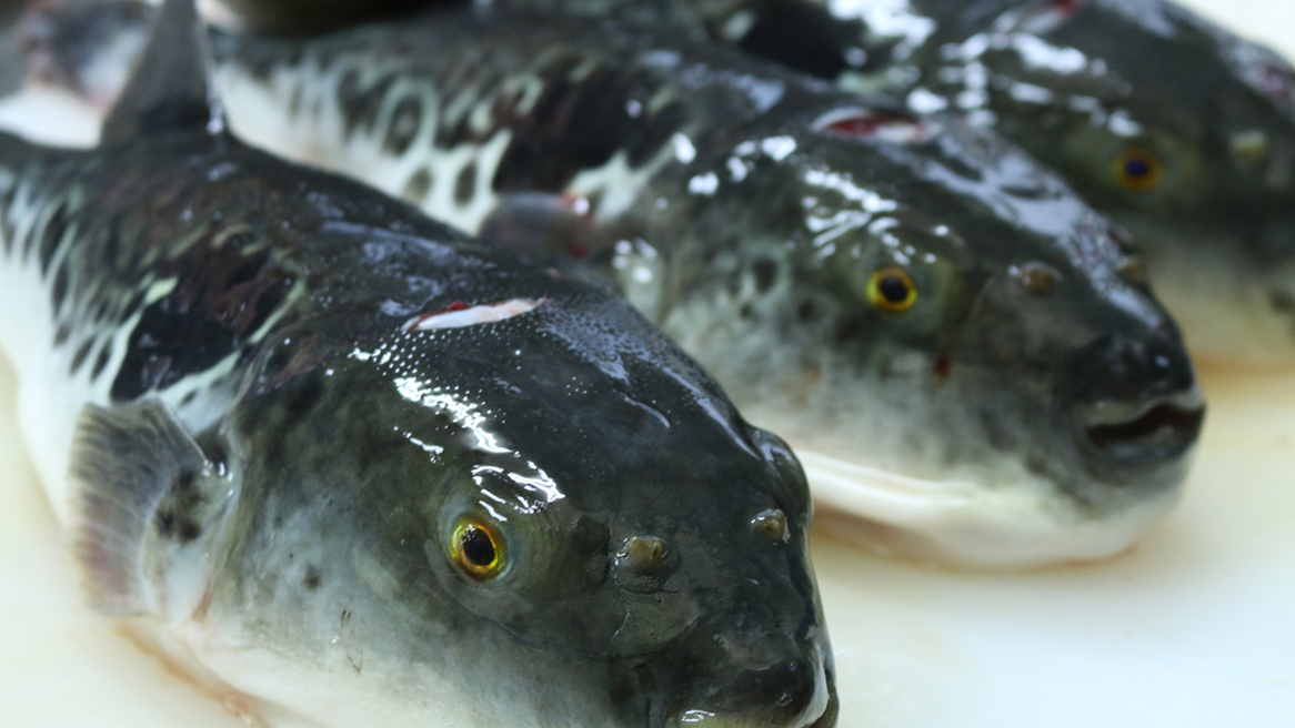 ◇日帰り★昼食◇自家養殖！若狭とらふぐを食べつくす♪≪若狭とらふぐフルコース≫【10月〜5月限定】