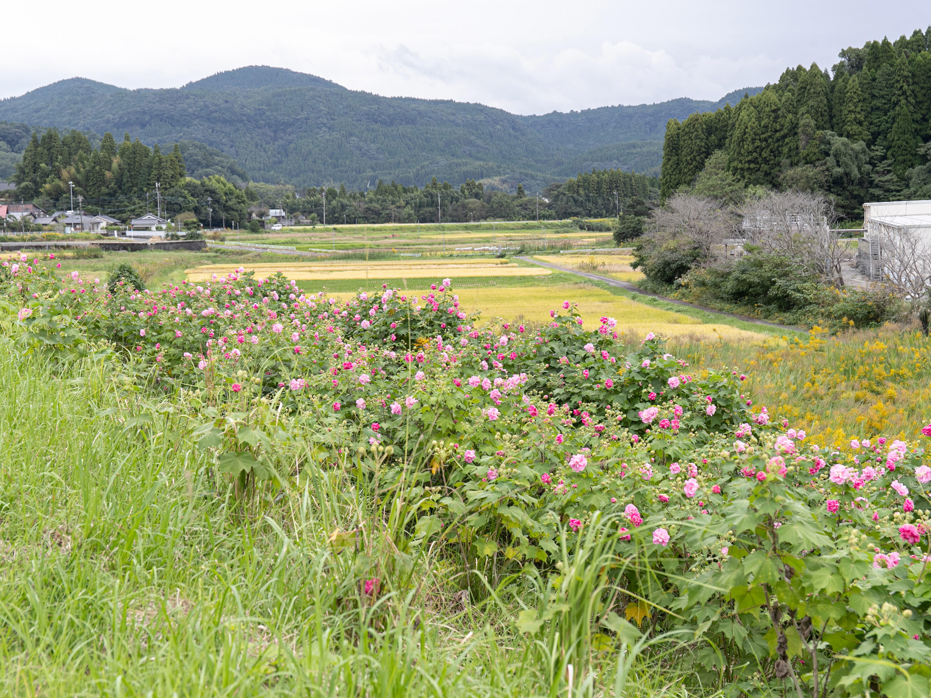 フォンタナの丘