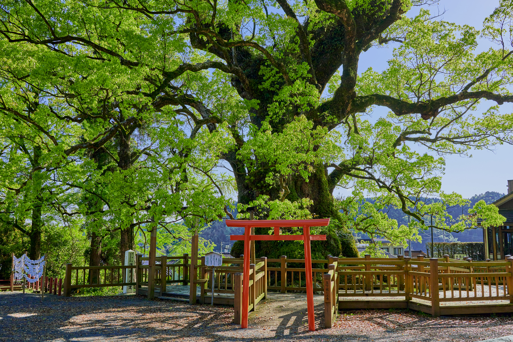 樹齢1600年 日本一の「蒲生の大楠」