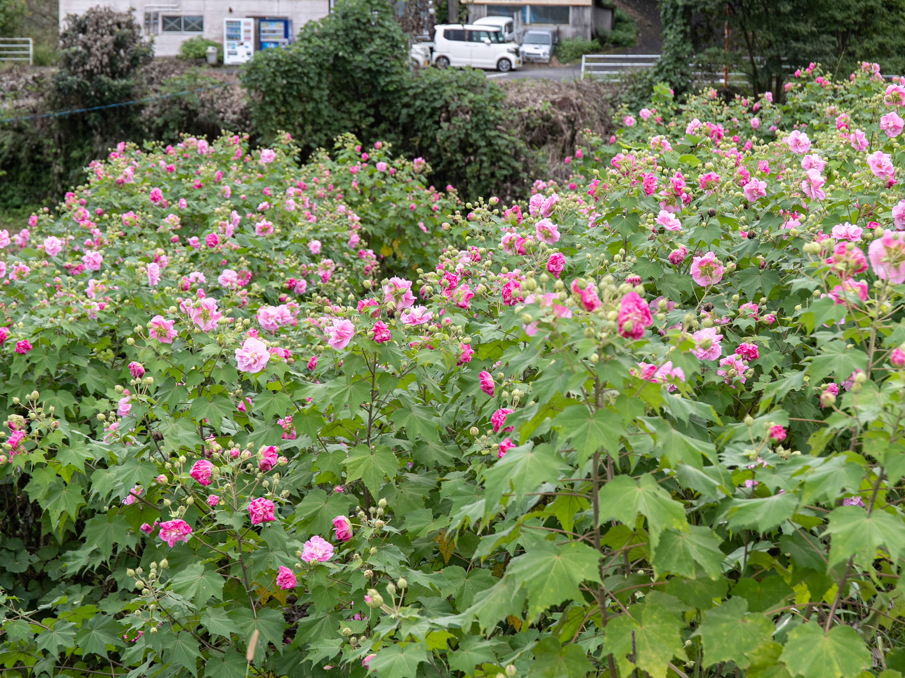 フォンタナの丘