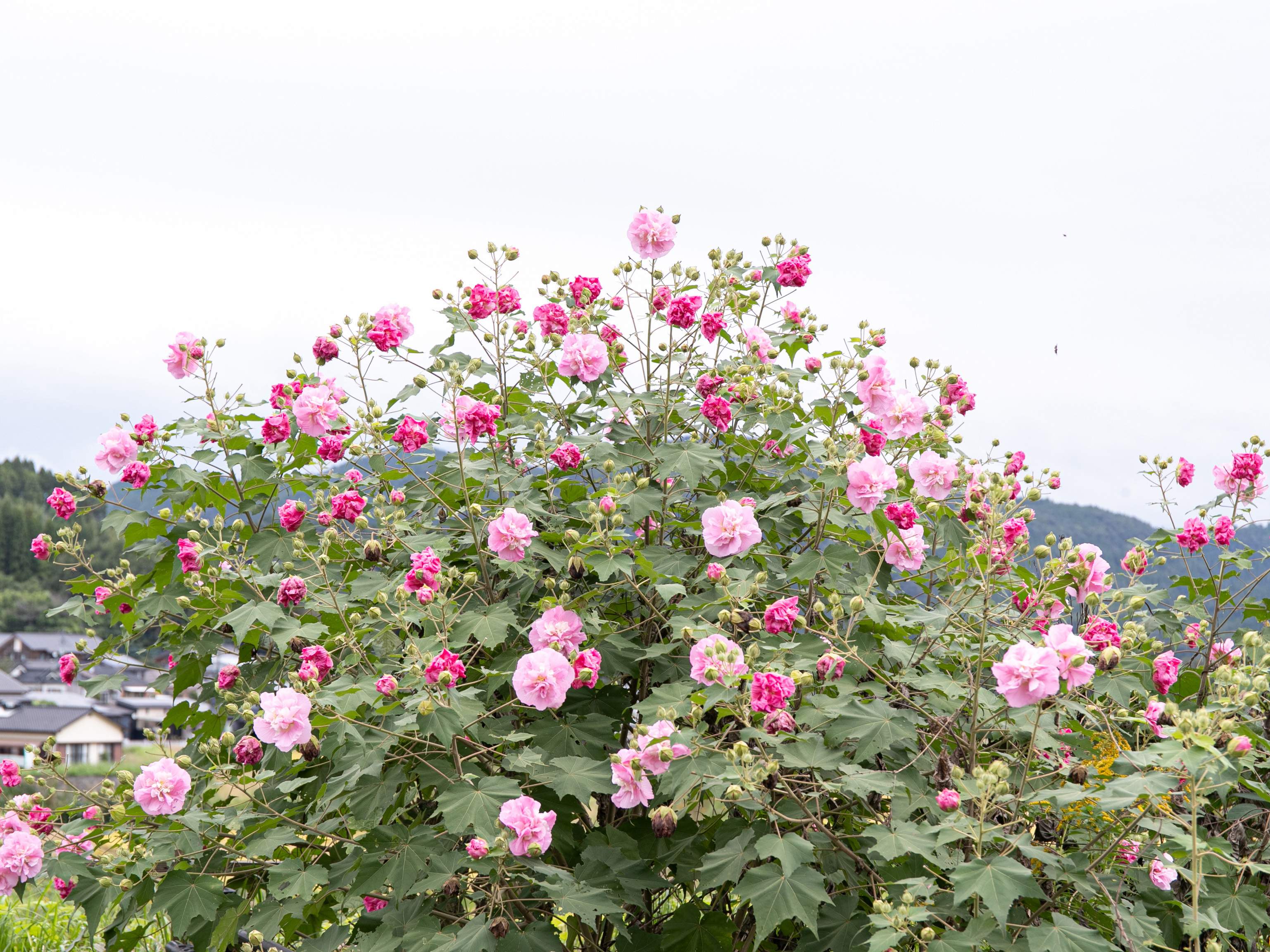 フォンタナの丘