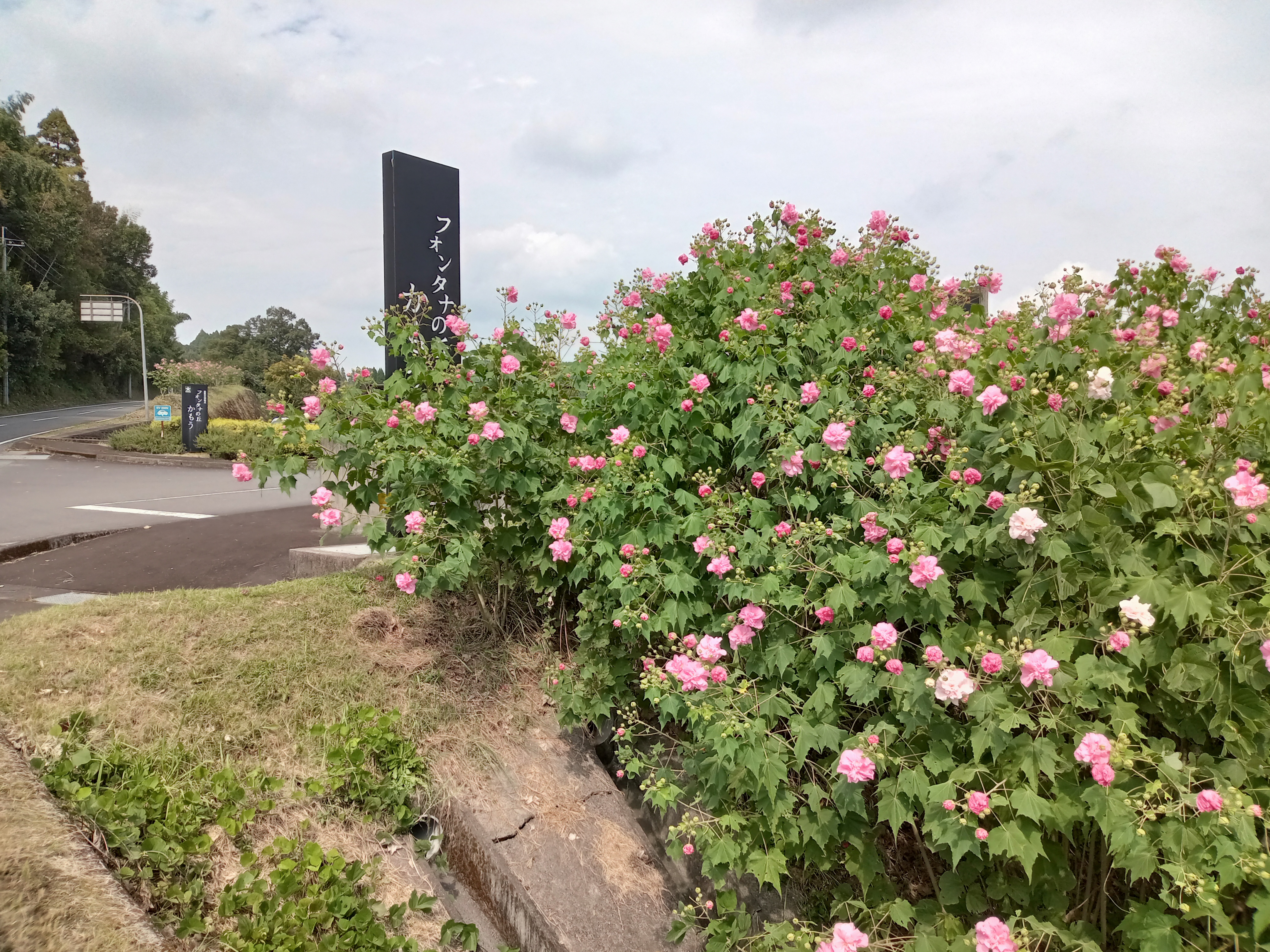 外観イメージ(芙蓉の花)