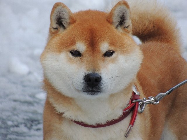 看板犬。柴犬のみひ丸がお待ちしております。