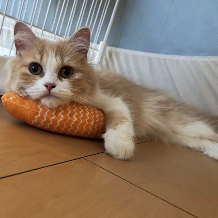 当館の看板ネコ「れあ」です♪