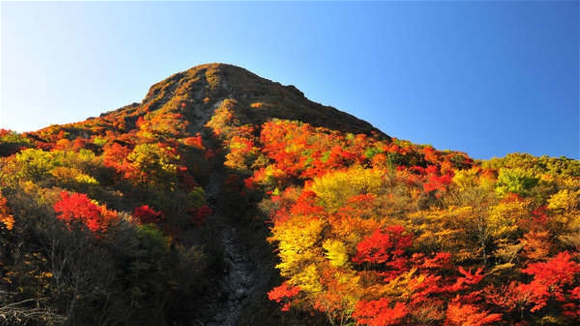 色鮮やかな紅葉