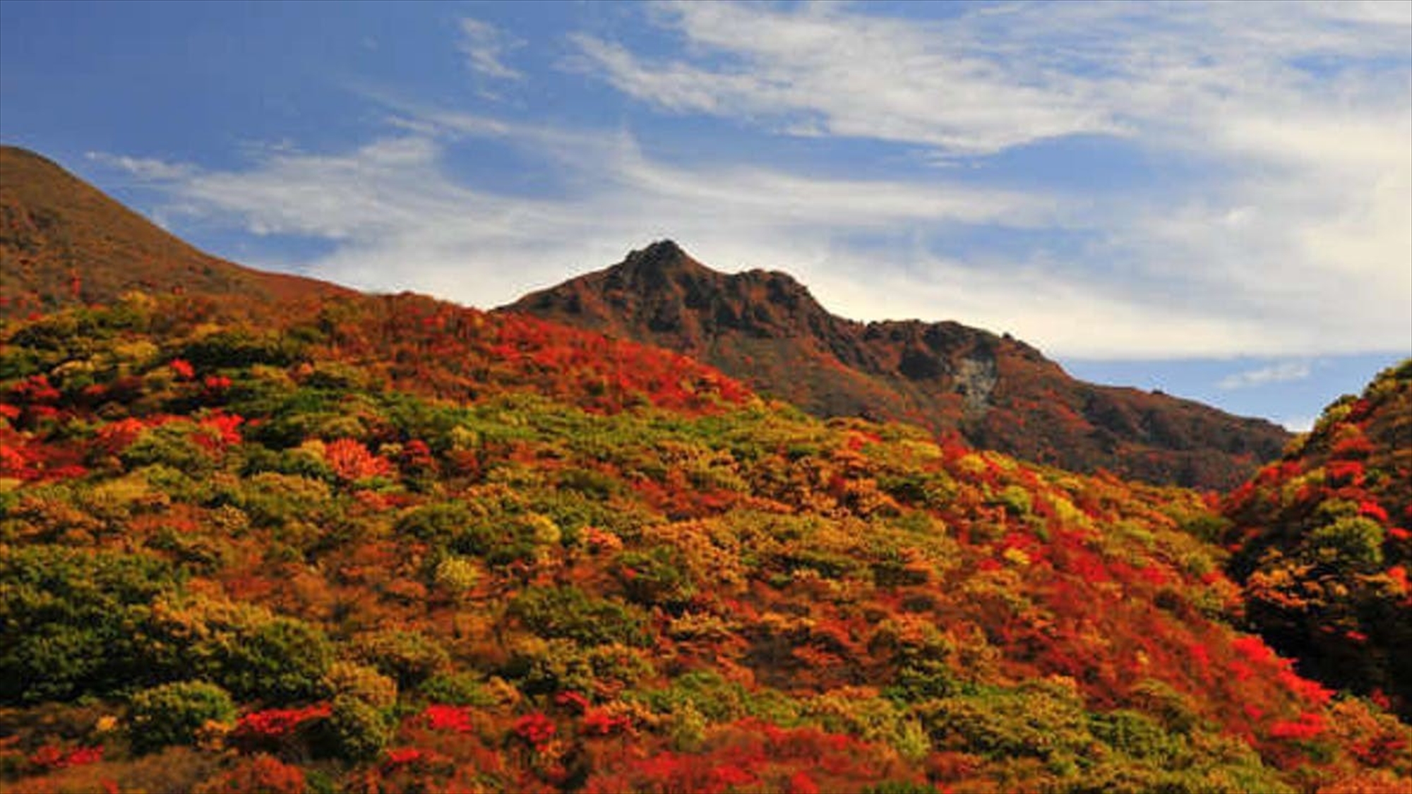 色鮮やかな紅葉