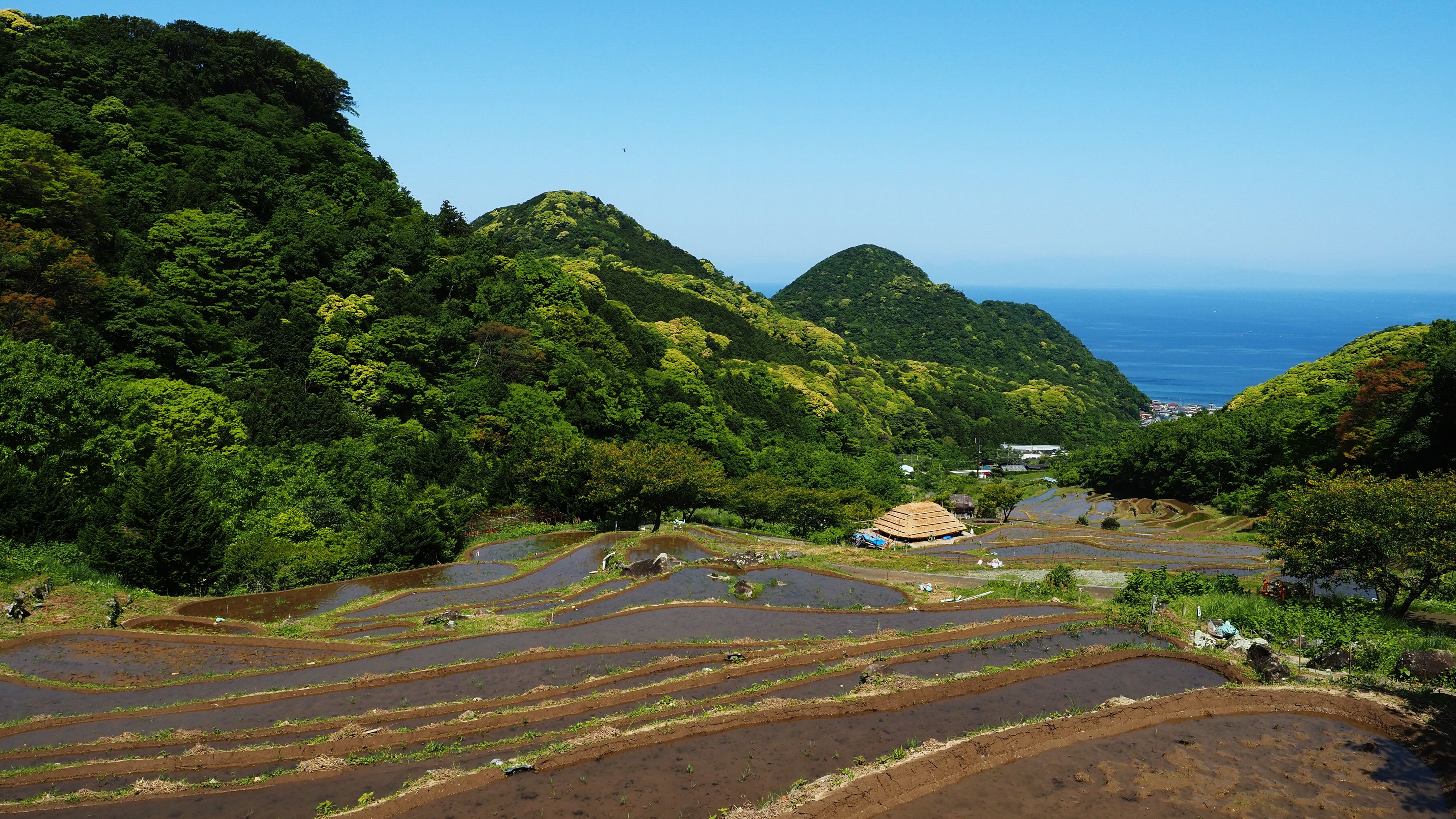 新緑の棚田