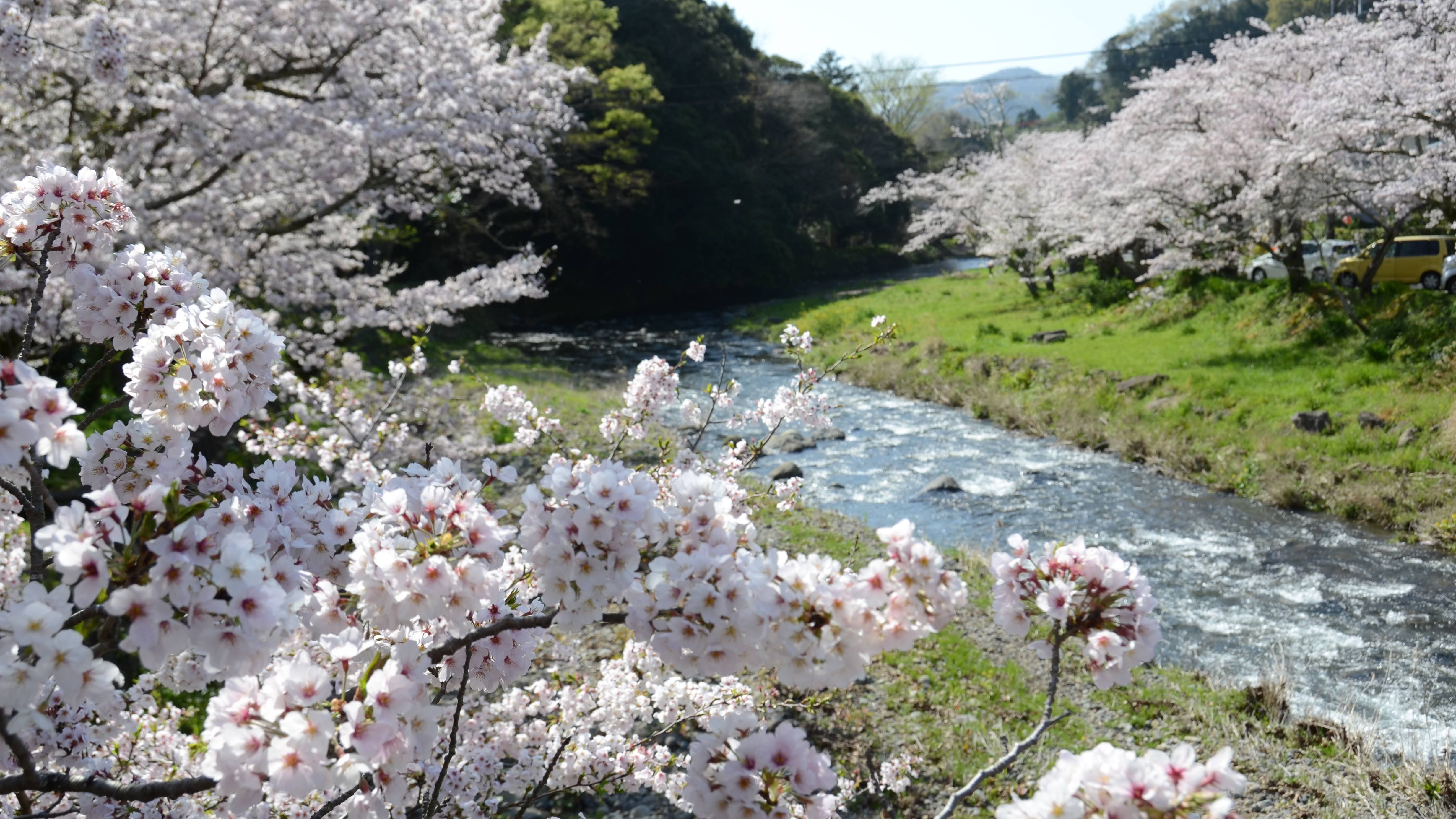 大沢温泉桜並木
