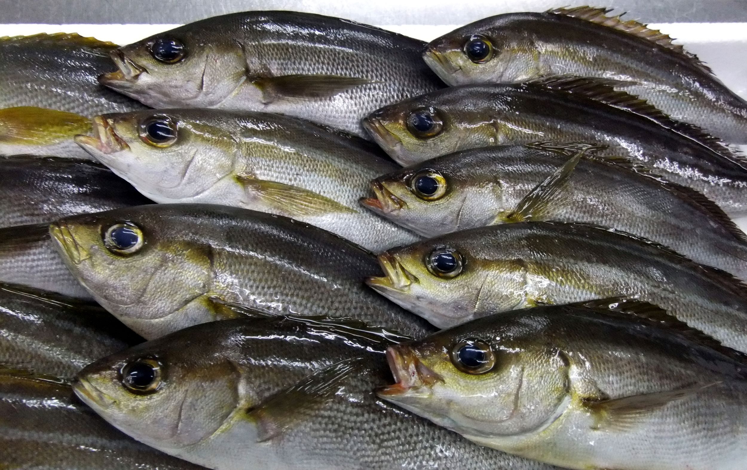 地魚　初夏のイサキ