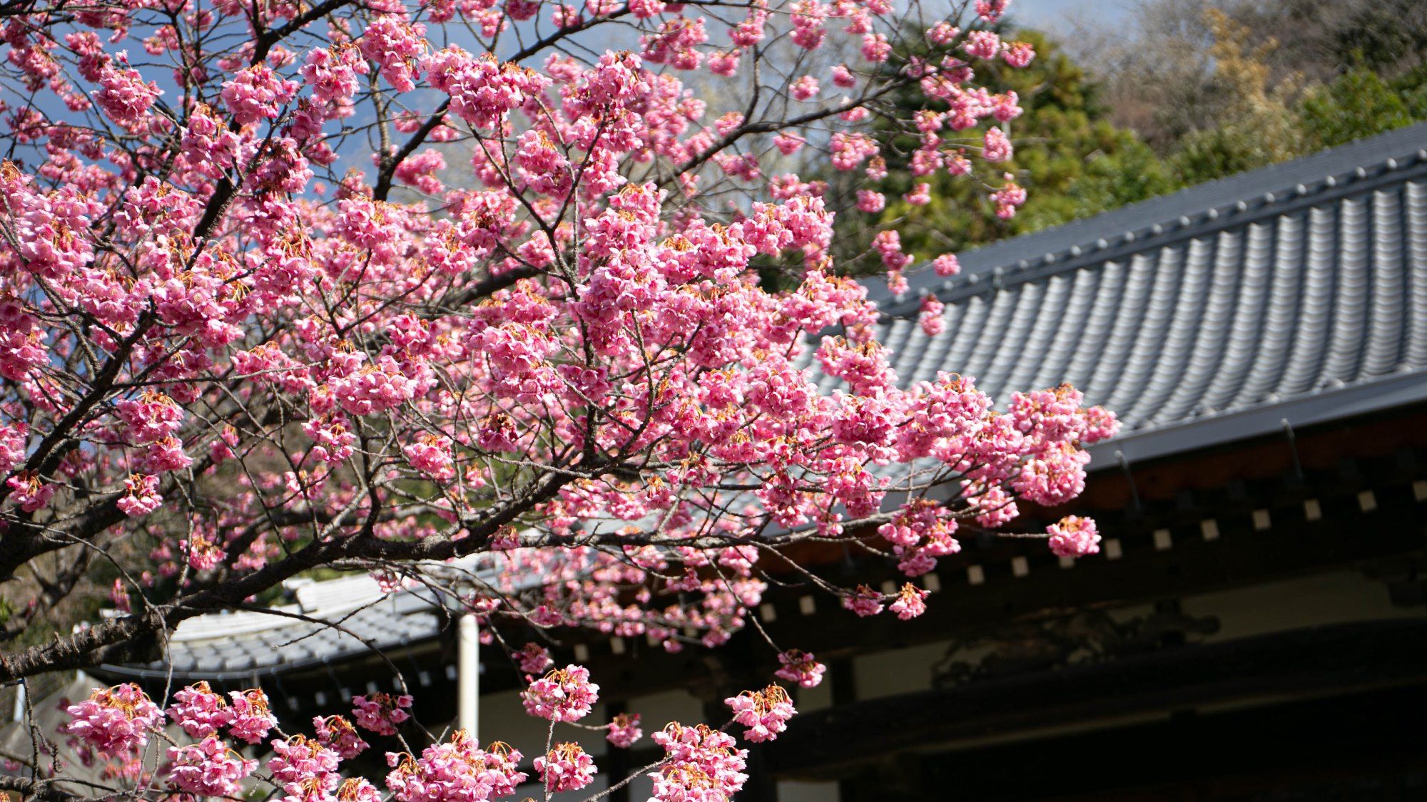 土肥桜　1月中旬から咲く、早咲きの桜です