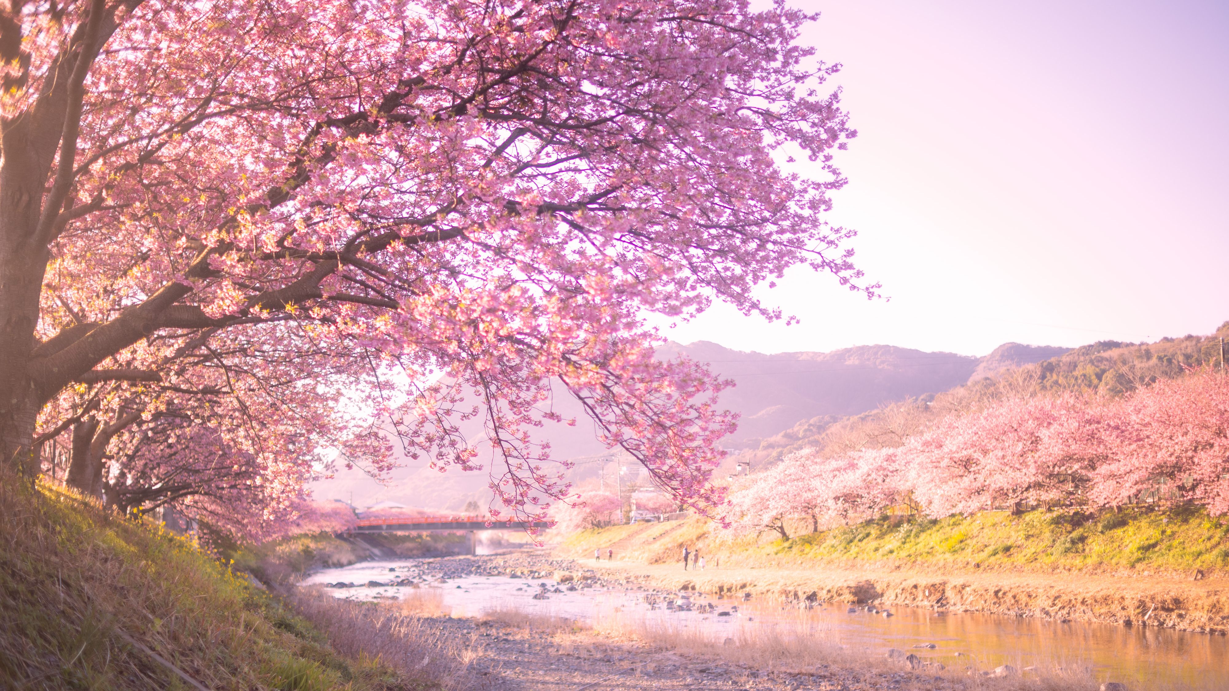 河津桜