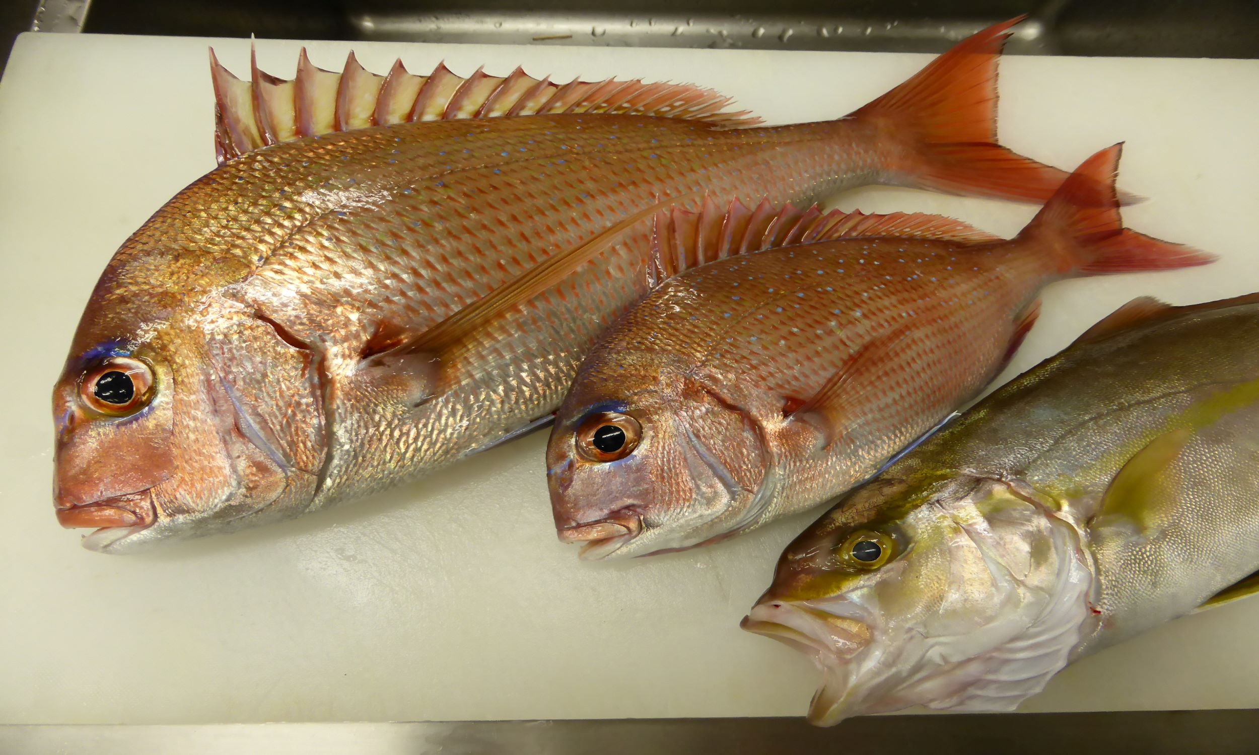 地魚