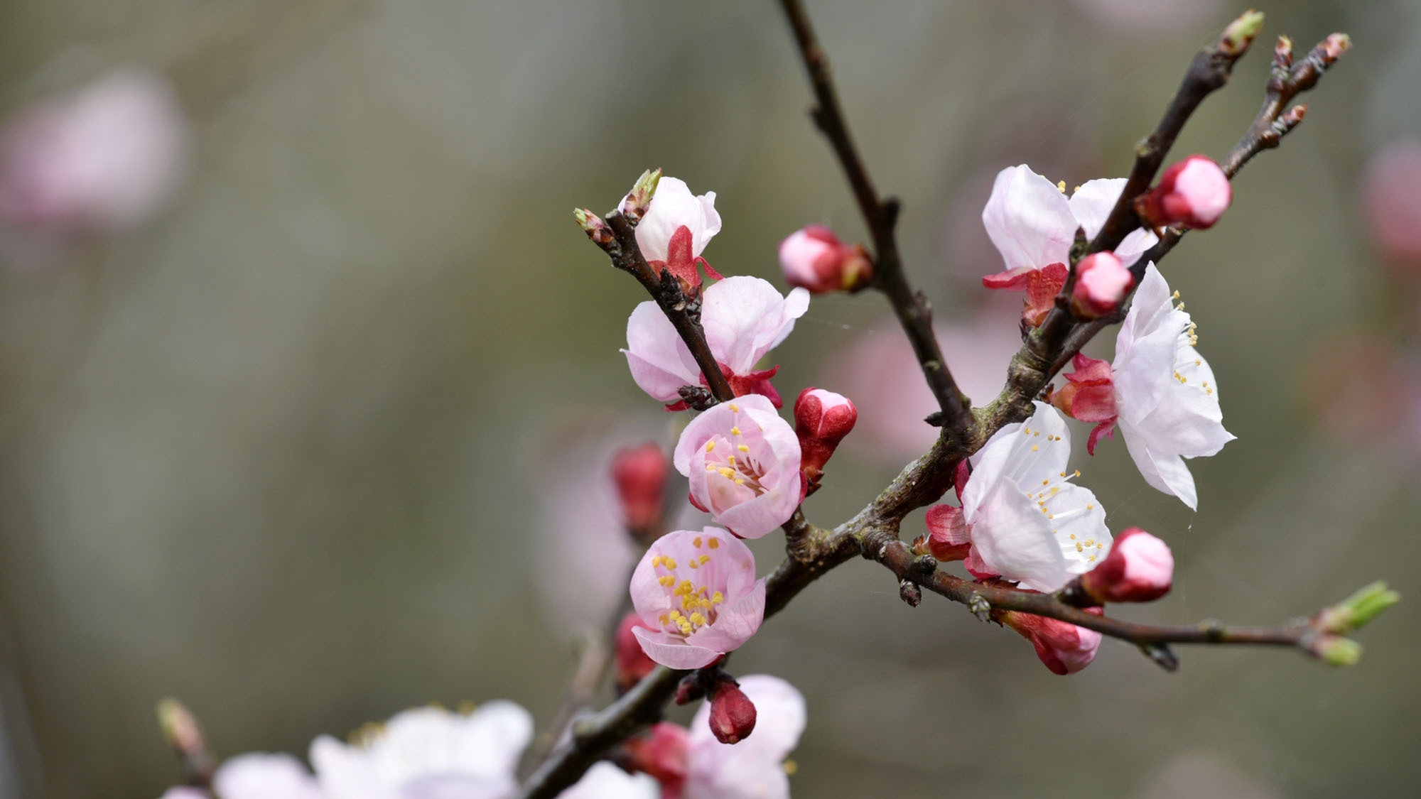 【偕楽園・第130回水戸の梅まつり】〜早春の香り〜花の旅♪特製手打ち蕎麦付≪岩風呂＆檜風呂≫